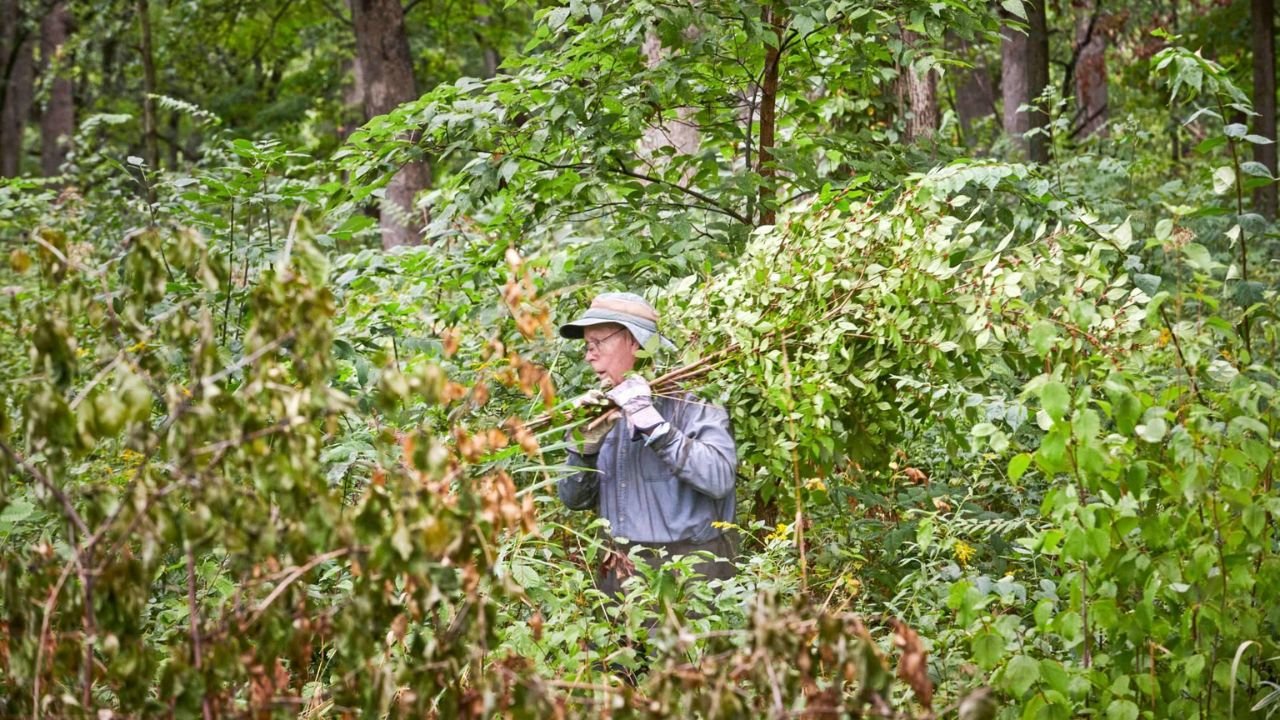 Invasive Plants Threaten 80% of Chicago-Area Forests, Ecologists Warn