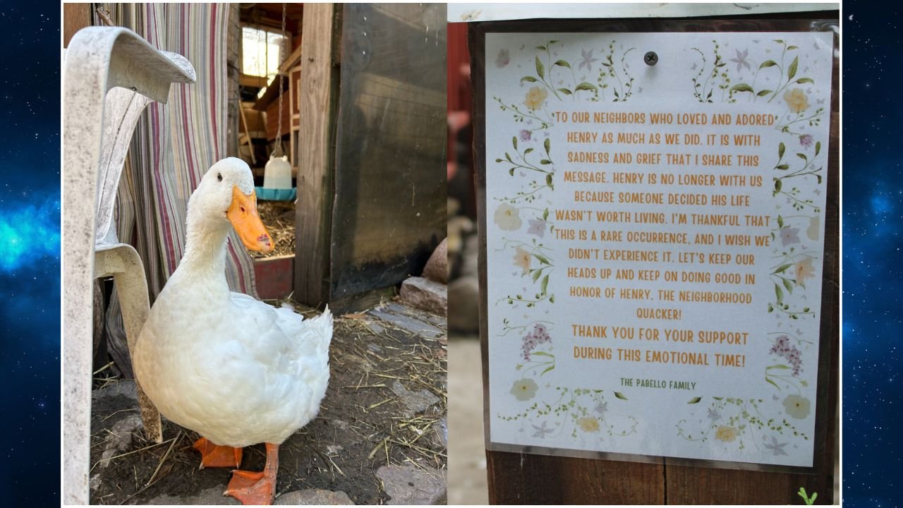 15-Year-Old Charged With Killing Duck and Chicken in Portage Park Backyard