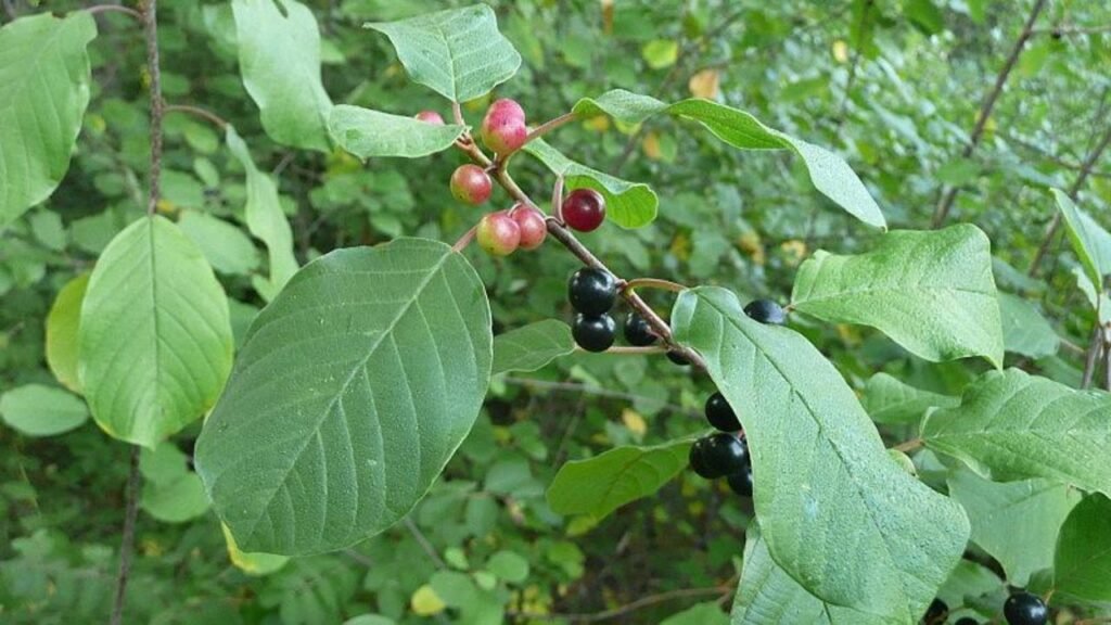Invasive Plants Threaten 80% of Chicago-Area Forests, Ecologists Warn