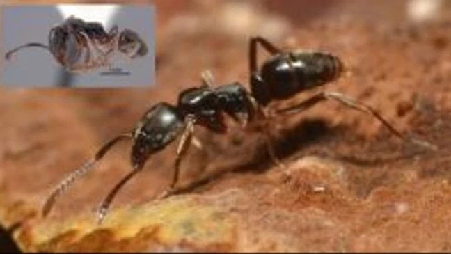 Dangerous ‘Asian Needle Ants’ With Painful Sting Found in Wisconsin — Could Spread to Illinois