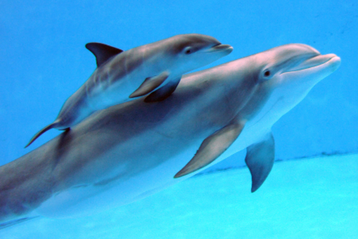 Dolphin Calf Born at Brookfield Zoo With Help From Dolphin Companion