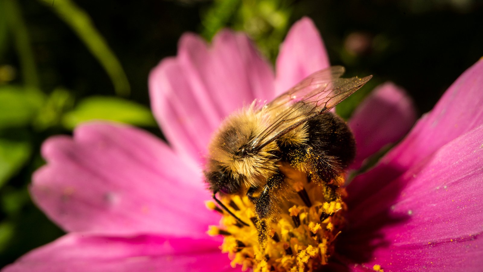 Illinois Extension Offers Tips to Celebrate Pollinator Week and Protect Local Ecosystems