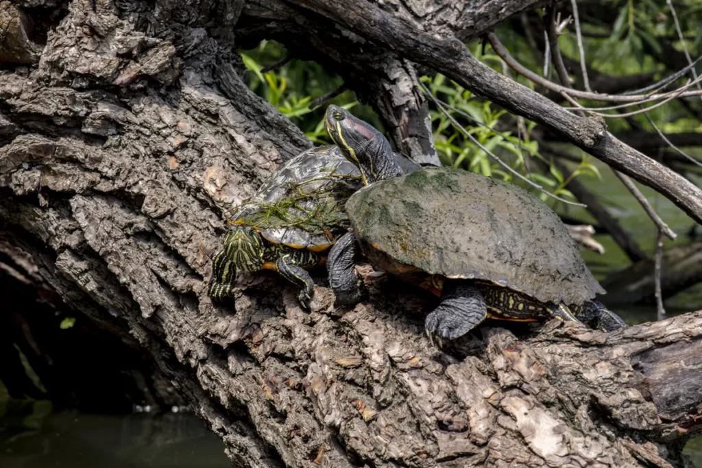 Chicago’s Famous Turtle “Chonk” Is Back In The River — And She’s Bigger Than Ever