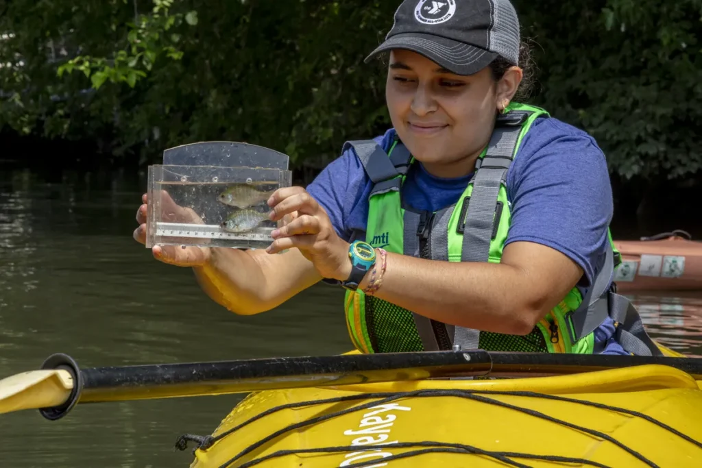 Chicago’s Famous Turtle “Chonk” Is Back In The River — And She’s Bigger Than Ever