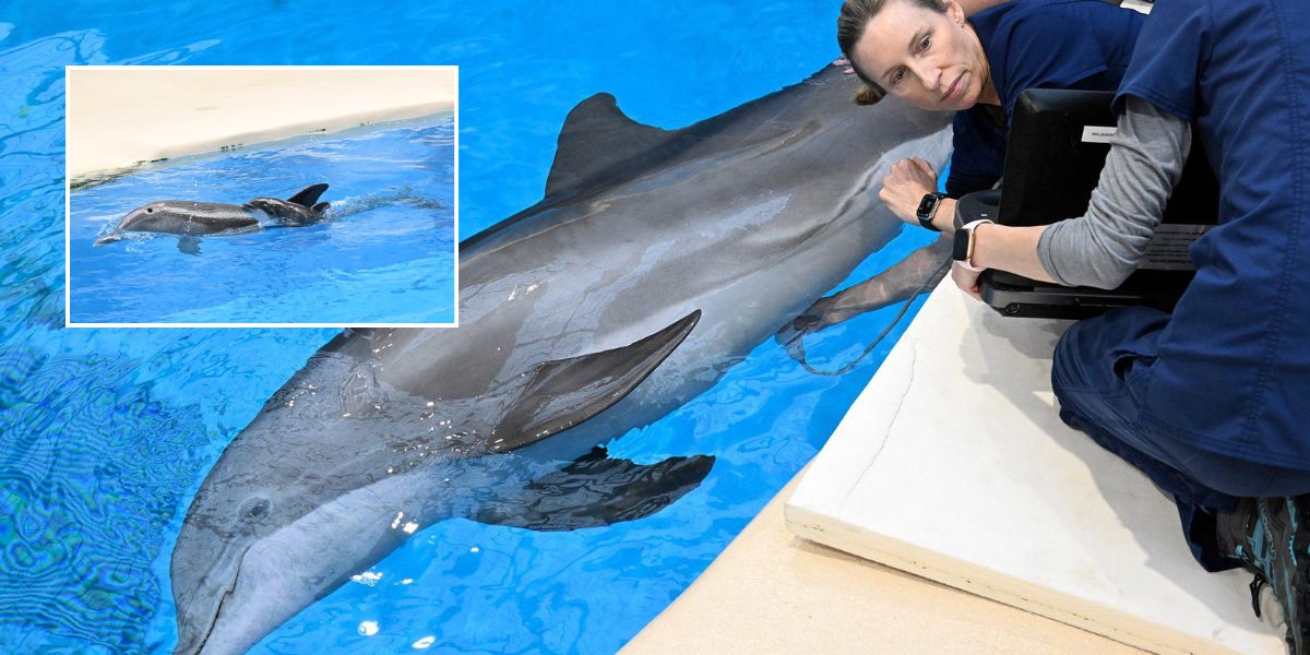 Bottlenose Dolphin Born At Brookfield Zoo Chicago — First In Over A Decade