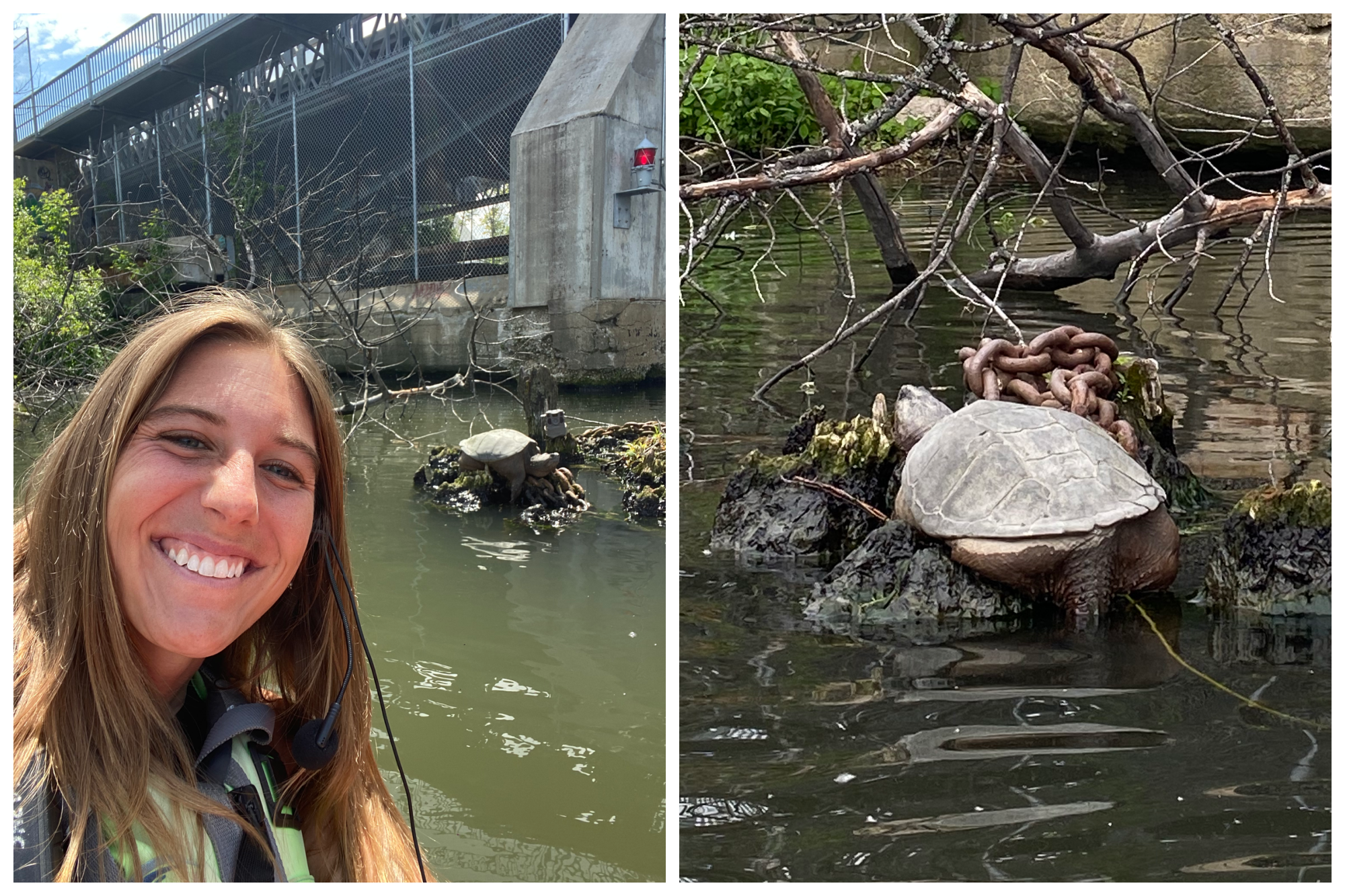 Chicago’s Famous Turtle “Chonk” Is Back In The River — And She’s Bigger Than Ever