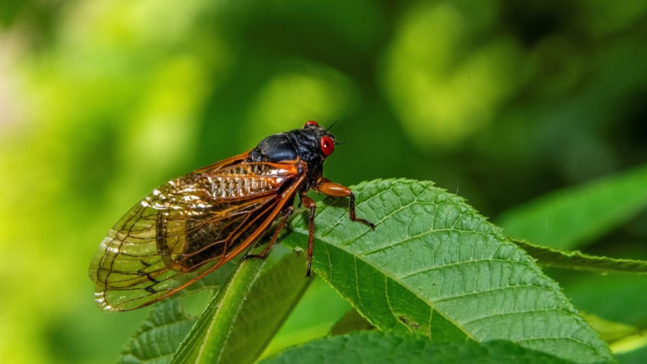 Cicada Die-Off Leaves Chicago Neighborhoods With Overwhelming Stench