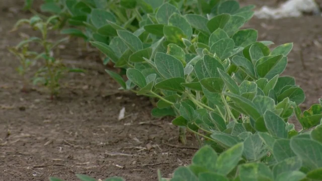 Illinois Dust Storm Dangers Grow as Soil Conservation Funding Falls Short