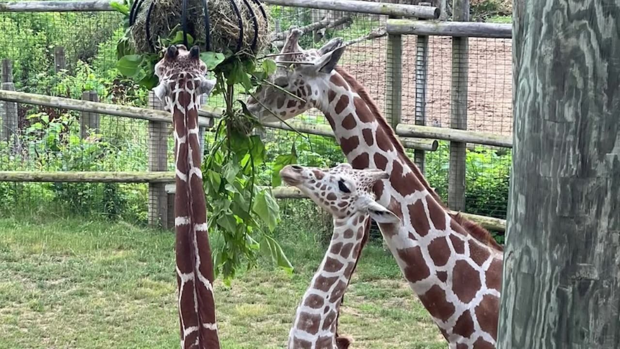 Peoria Zoo Giraffe Recovering After Eye Surgery, Visitors Invited To Celebrate On World Giraffe Day