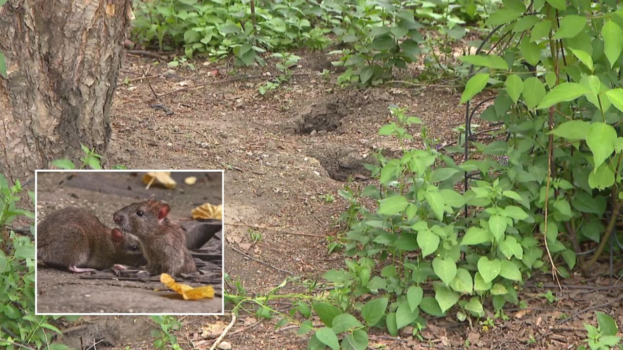 Rat Infestation in Chicago’s West Town Spurs Resident Action, But Park District Response Lags