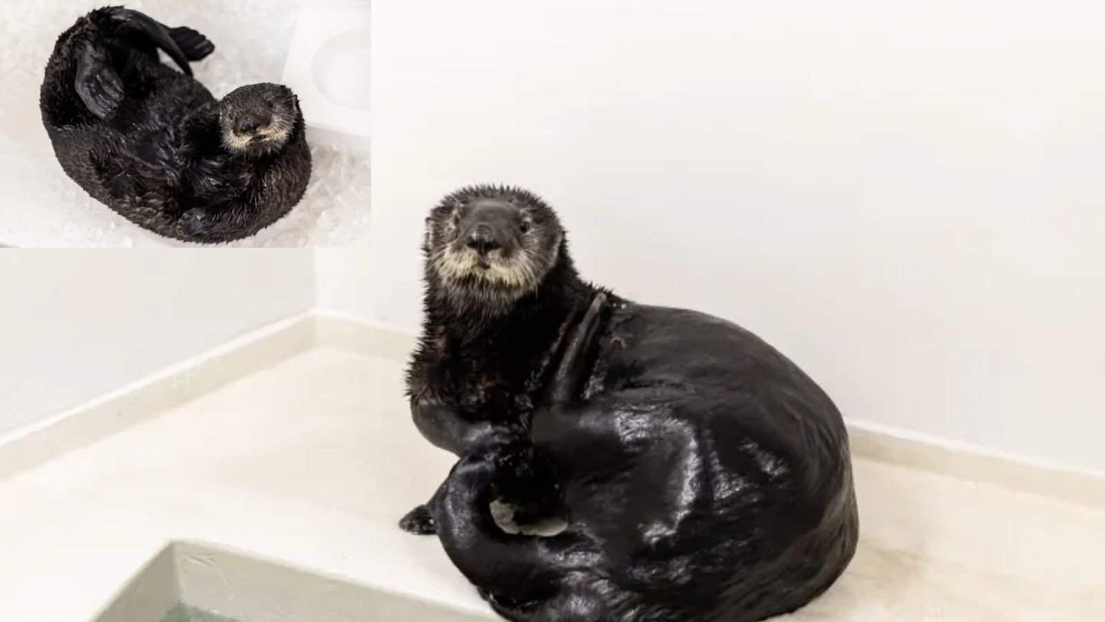 Shedd Aquarium Invites Public To Help Name Its Newest Sea Otter Rescue