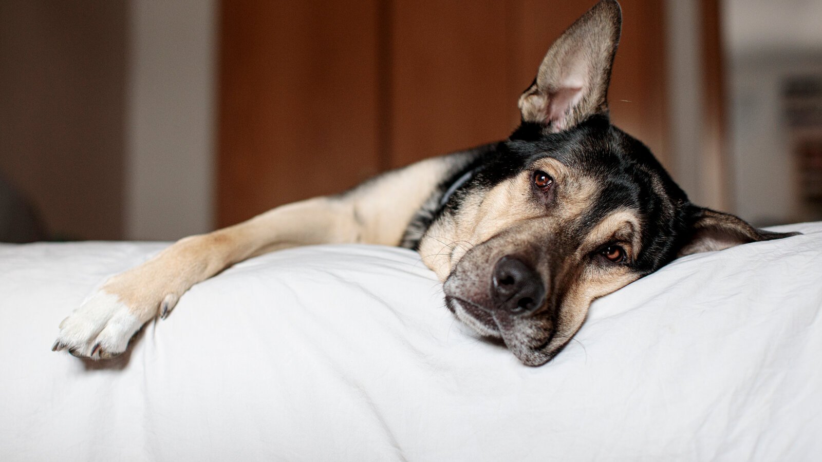 Illinois Urges Pet Owners to Prepare for Emergencies This Disaster Season