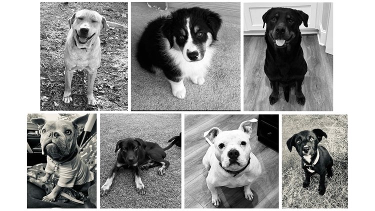 7 Dogs Killed in Madison County Van Fire During Rescue Transport From Texas