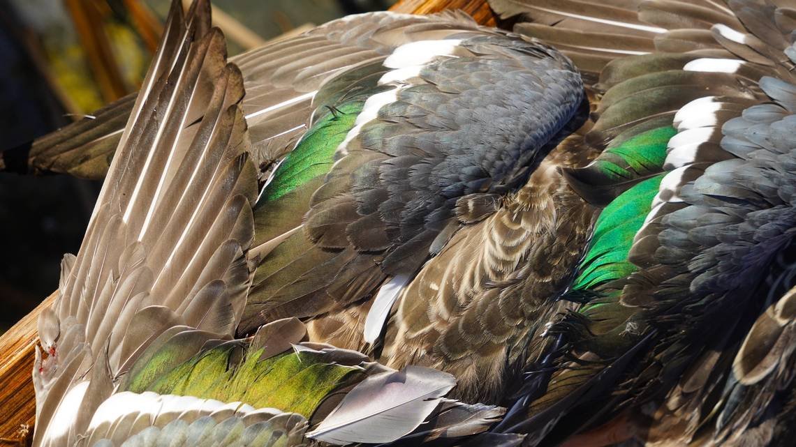 Federal Judge Shuts Down Southern Illinois Hunting Club Over Illegal Duck Baiting