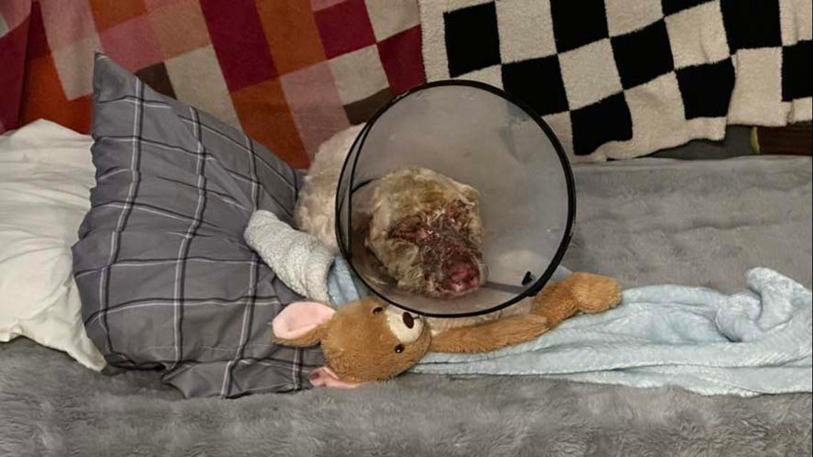 Guapo the Dog Finds New Home After Surviving Fiery Crash on I-270 in Illinois