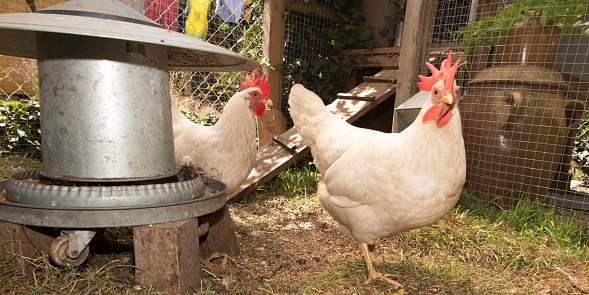 Illinois ‘Chicken Bill’ Aims To Boost Small Poultry Farms And Expand Access To Local Products