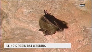 Illinois Officials Urge Caution As Bat-Related Rabies Risk Rises With Summer Heat