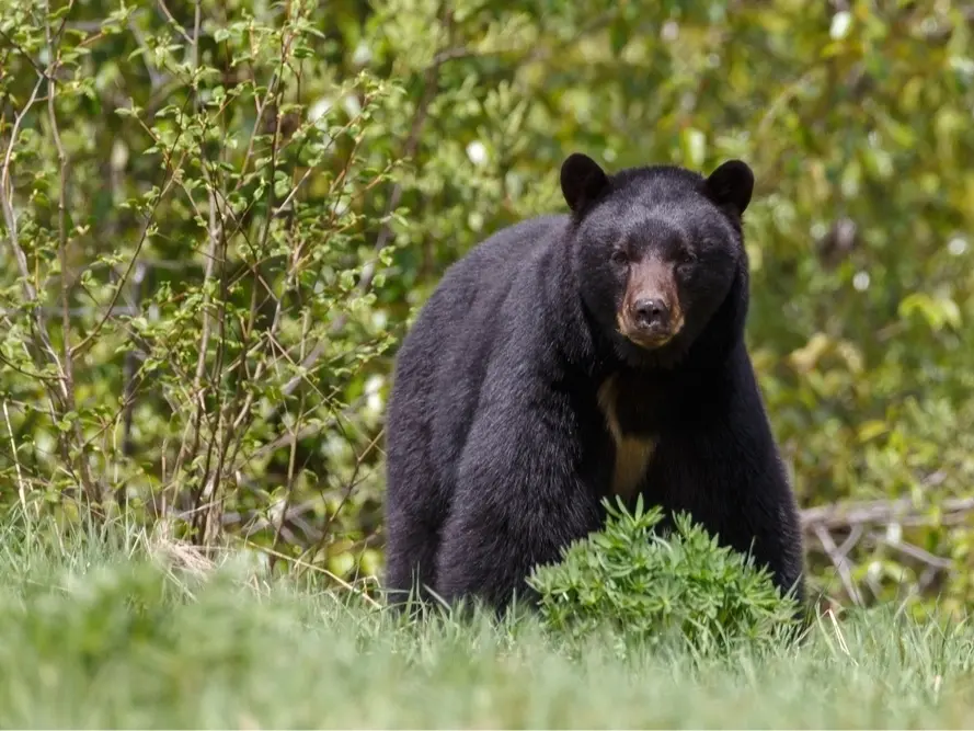 Black Bear Spotted Again in Illinois: Wildlife Officials Issue Safety Guidance