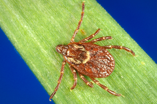 Tick Season Alert: Illinois Officials Warn of Rising Tick Activity Amid Warming Weather