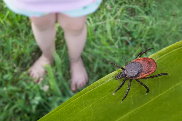 Tick Warning Issued Across Illinois As Warmer Weather Brings Increased Risk