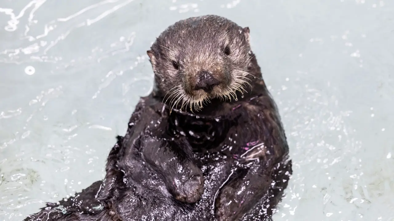 Shedd Aquarium Names Newest Rescued Sea Otter ‘Jade’