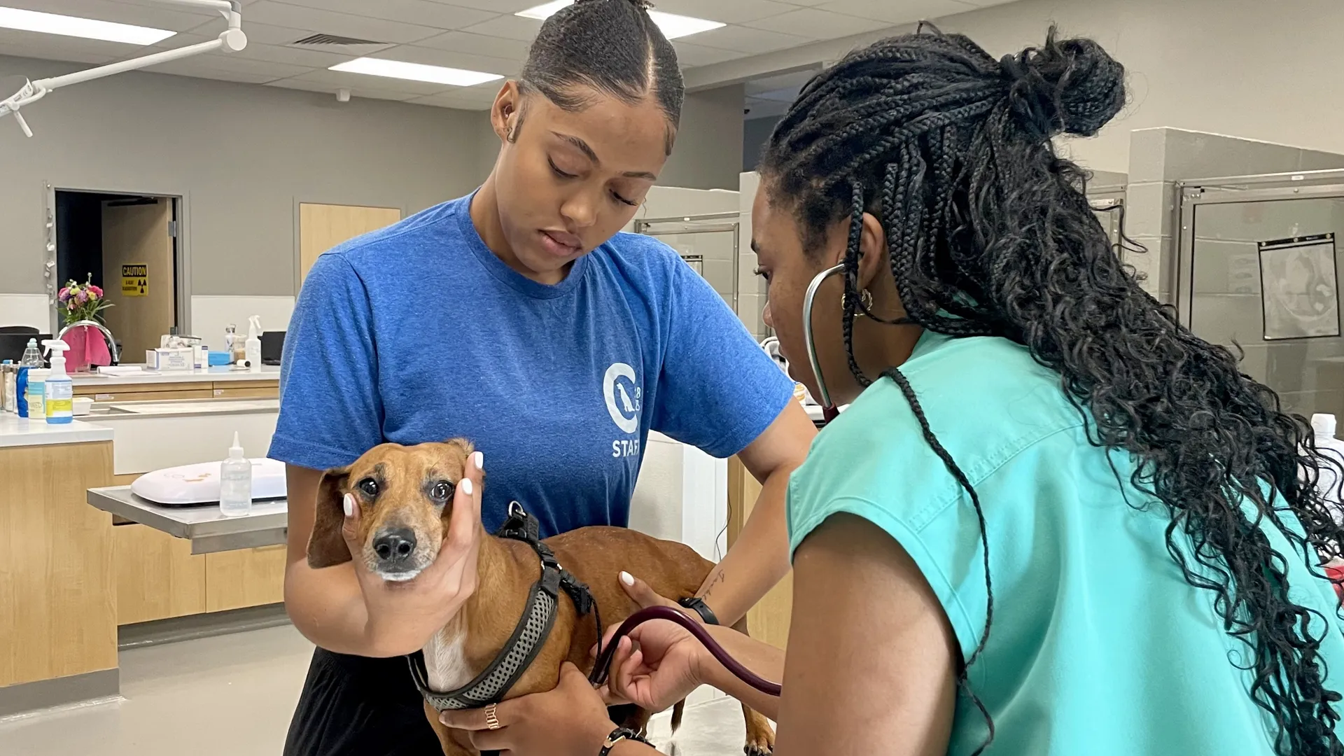 Where Columbus Pet Owners Can Find Free and Low-Cost Vaccines This Summer