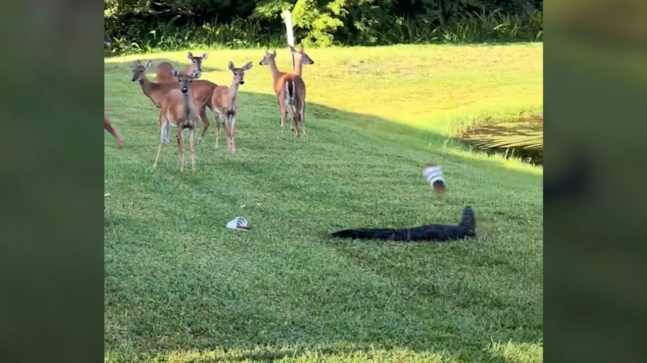 Florida Alligator Swipes Woman’s Shoe After She Throws It—Caught on Video