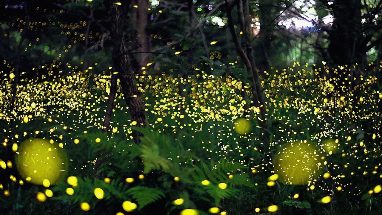 Chicagoans Report a Firefly Comeback in 2025: What’s Behind the Sudden Glow?
