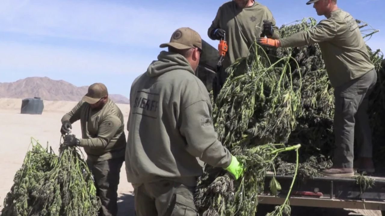 Feds Say Armed Traffickers Ran Marijuana Operation Across Chicago Neighborhoods