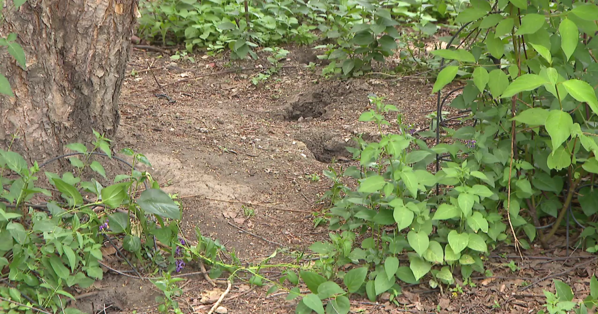 Lincoln Square Woman Battles Berries, Rats, and Inaction Over Neighbor’s Mulberry Tree