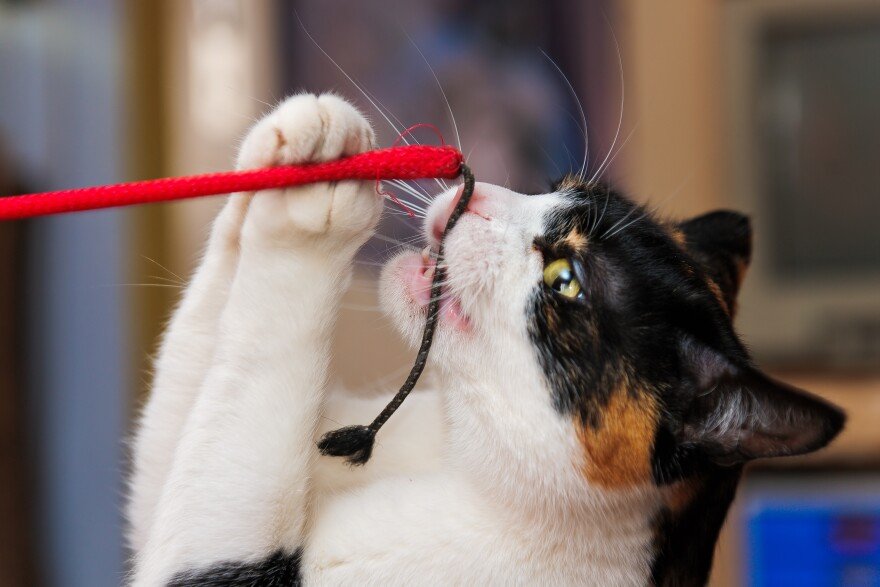 Is Cat Declawing Illegal in New Hampshire? Here’s Where the Law Stands