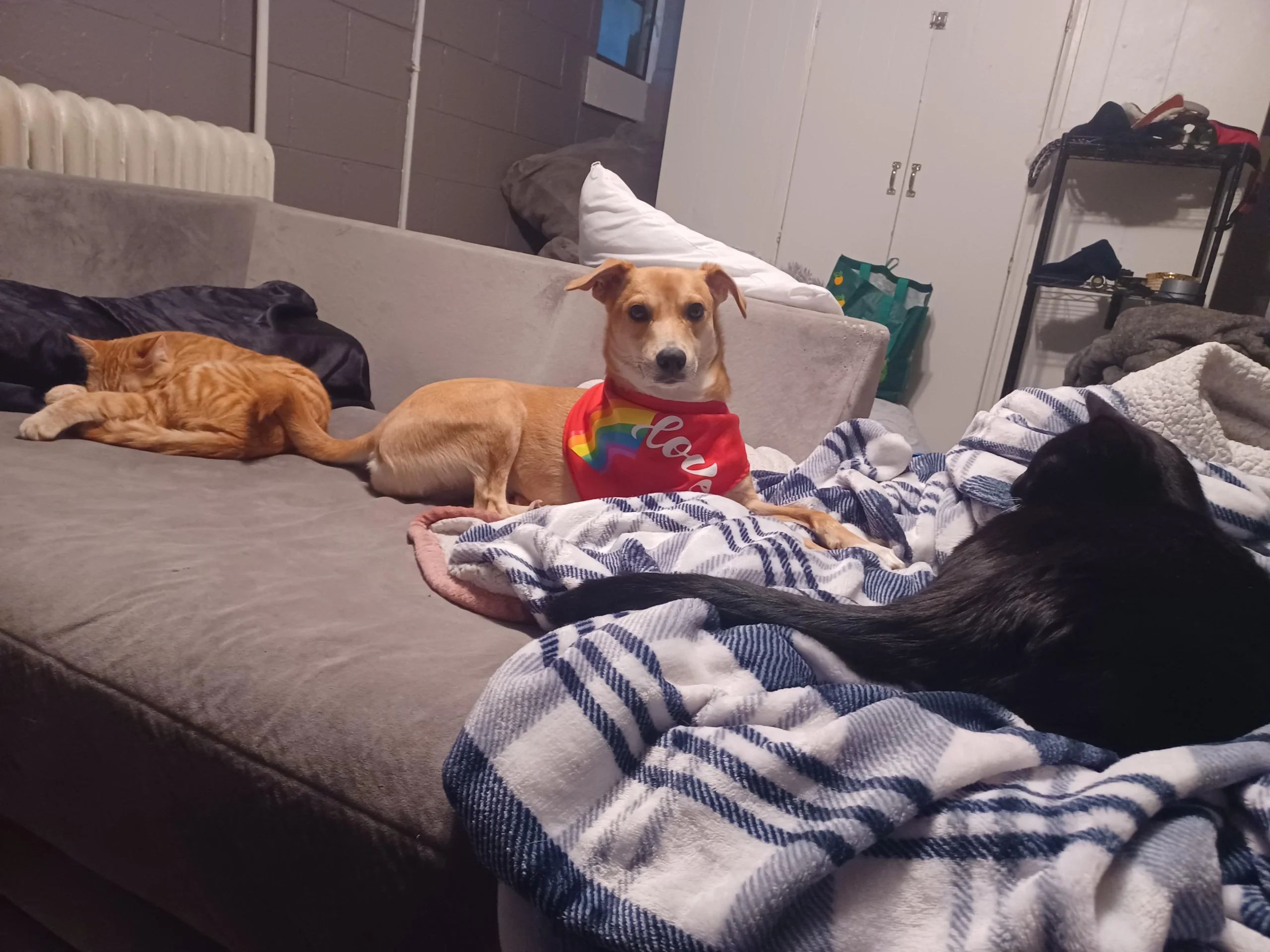 Peoria Dogs Go on "Dates" to Find Forever Homes — Here’s How You Can Help
