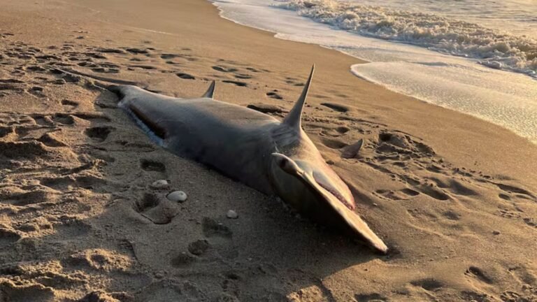 Great Hammerhead Shark Found Dead at Carolina Beach