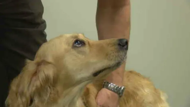 Illinois Therapy K-9s Spotlighted at International Police Conference in California